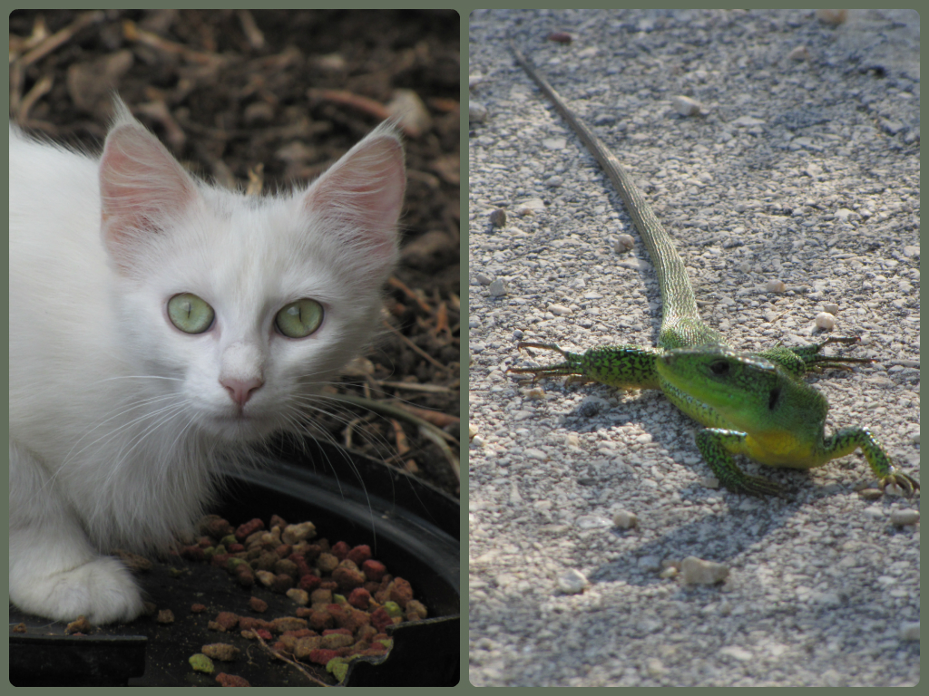 My favourite cat and lizard photos from Paxos