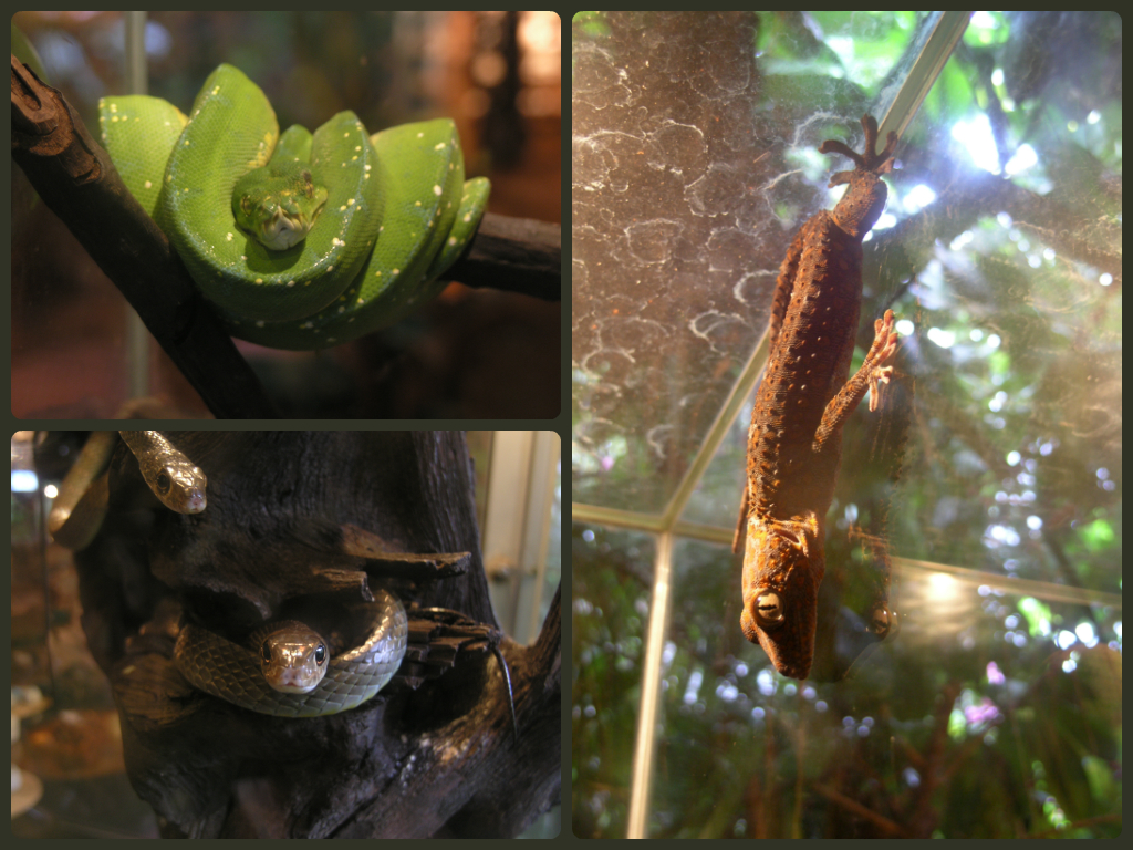 A collection of creatures from The Snake House