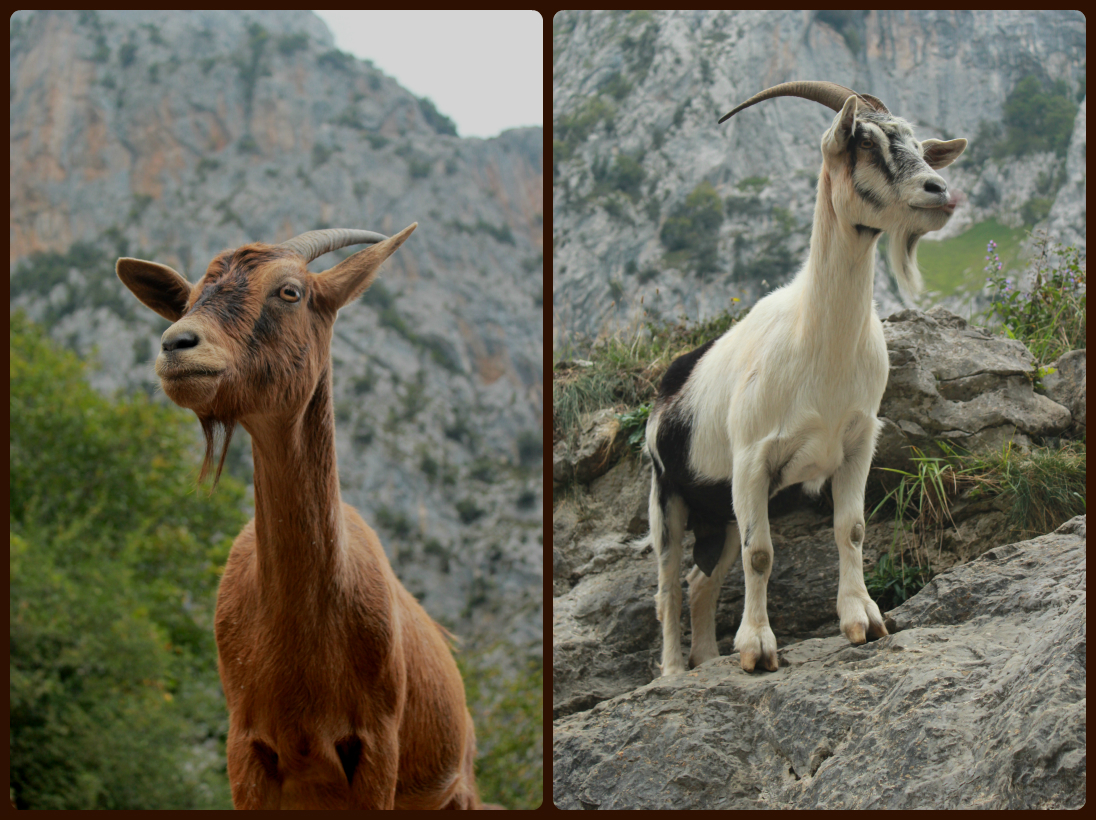 Mountain goats, Cares Gorge