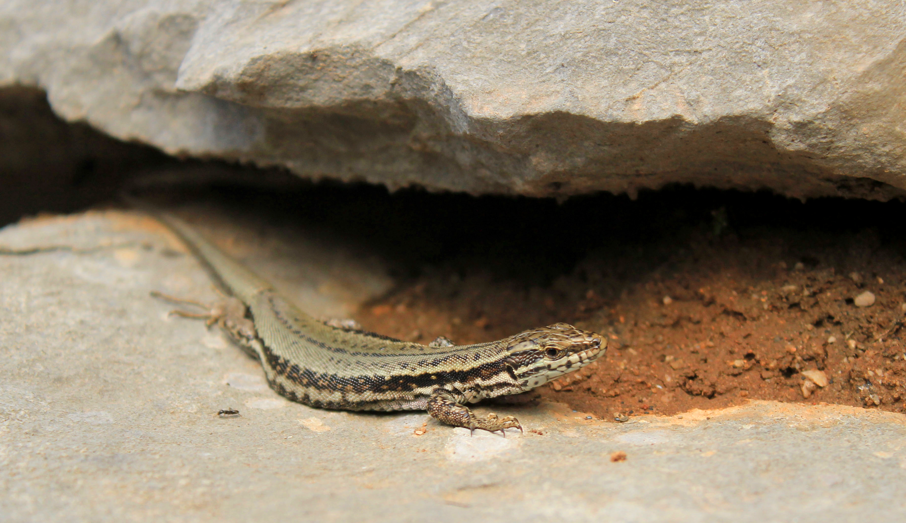 One of the few photographs I managed to get before he slithered back underneath the rock